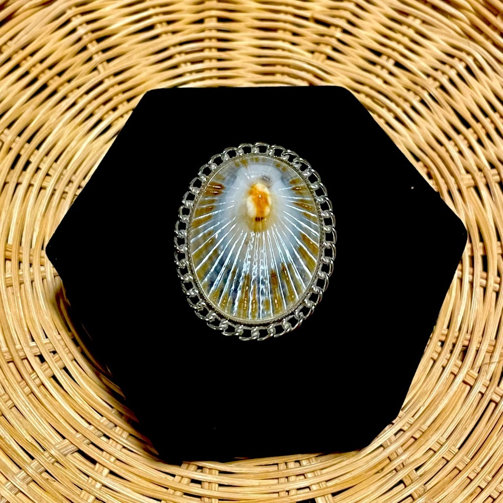 Vintage Opihi Shell Brooch/Pendant